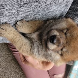 Shiba Inu Puppies from Anteiku Shiba Inu