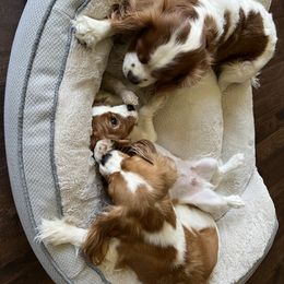 Cavalier King Charles Spaniel Puppies from Countryside Royalty Cavaliers
