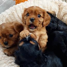 Cavalier King Charles Spaniels from Cadelia Cavalier King Charles Spaniels