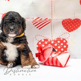 Bert - Black tri-color male Aussiedoodle puppy in Kennesaw, Georgia from Distinctive Doodle