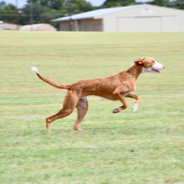 Ibizan Hound Puppies from AirO'Doe Ibizans