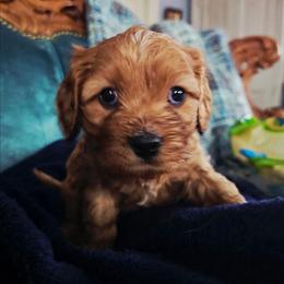 Cooper - Ruby male Cavalier King Charles Spaniel puppy in Watsontown, Pennsylvania from Huntsman Cavaliers