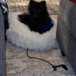 Pomeranian All Grown Up from Adita May's Pomeranians