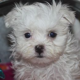 Maltese and Shih Tzus from Pamspups