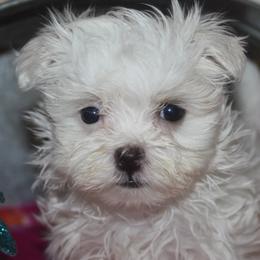Maltese and Shih Tzus from Pamspups