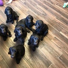 Field Spaniel Puppies from Killara Field Spaniels
