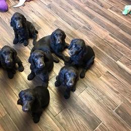Field Spaniel Puppies from Killara Field Spaniels