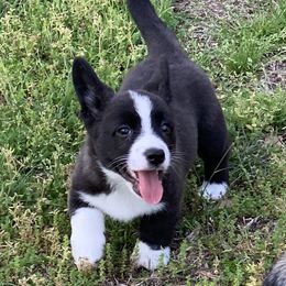 Cardigan Welsh Corgi Puppies from Luxe Cardigan Welsh Corgis