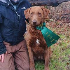 Chesapeake Bay Retrievers, German Shorthaired Pointers, and Yorkshire Terriers from Northern Odyssey Gun Dogs