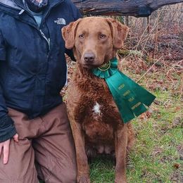 Chesapeake Bay Retrievers, German Shorthaired Pointers, and Yorkshire Terriers from Northern Odyssey Gun Dogs
