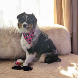 Reyna - Australian Shepherd