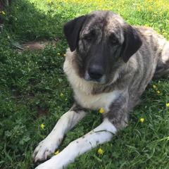 Anatolian Shepherd Dogs and Boxers from Country View Meadows Kennel