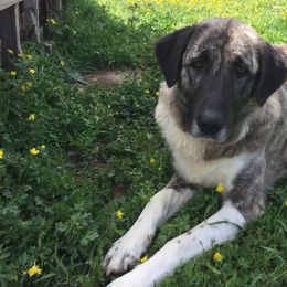 Anatolian Shepherd Dogs and Boxers from Country View Meadows Kennel