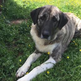Anatolian Shepherd Dogs and Boxers from Country View Meadows Kennel