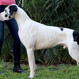 Great Dane All Grown Up from Boulder View Danes