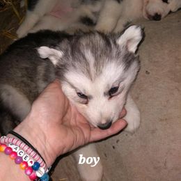 Siberian Husky Puppies from Husky Hollar