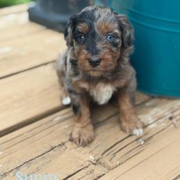 Sunny - Blue merle female Aussiedoodle puppy in Henry, Illinois from Rowe Farms Doodles