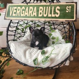 Lady Panther - Black and white female French Bulldog puppy in Los Angeles, California from Vergara Bulls