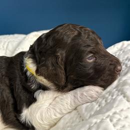 Girl 3 - Parti female Goldendoodle puppy in Ashford, Alabama from Blue Collar Kennel