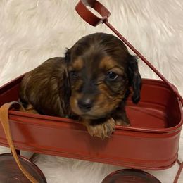 Dachshunds from Hilltop Doxies