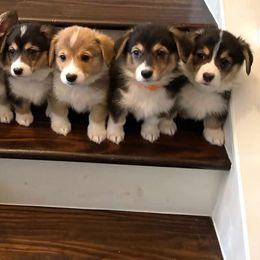 Pembroke Welsh Corgi Puppies from Rainbow Corgi Farms