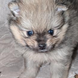 Micah - Orange sable male Pomeranian puppy in Danielsville, Georgia from PassionatePomPoms