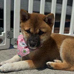 Peach - Red female Shiba Inu puppy in Elizabeth, New Jersey from Shiba Inu Loving Care