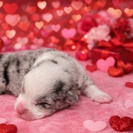 Rocker - Blue merle and white male Cardigan Welsh Corgi puppy in Kerens, West Virginia from Leather & Lace