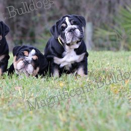 Bulldog Puppies from Magnificent Bulldogs