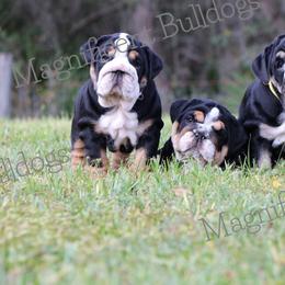 Bulldog Puppies from Magnificent Bulldogs