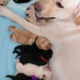 Labrador Retriever Puppies from Elsmere Labradors