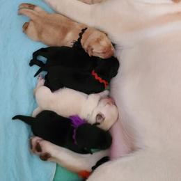 Labrador Retriever Puppies from Elsmere Labradors