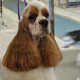 Cocker Spaniels from Monthaven Cockers