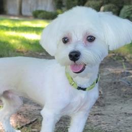 Rico - Maltese