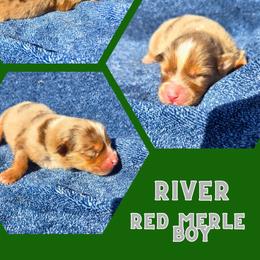 River - Red merle male Australian Shepherd puppy in Abilene, Texas from S&K Aussies N' Rotties