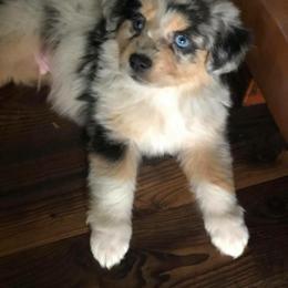 Toy Australian Shepherd Puppies from Kickapoo Creek Aussies