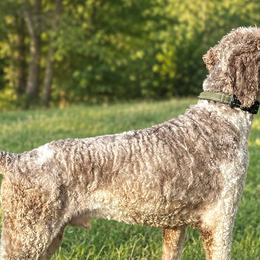 Bernedoodles and Poodles from Mid-West Bernedoodles