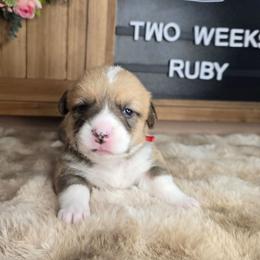AKC Ruby - Red female Pembroke Welsh Corgi puppy in Lake Elsinore, California from Rose Petal Corgis