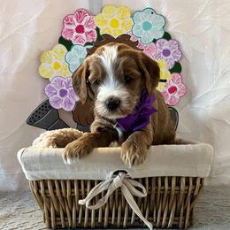Shell - Purple Collar Female - Red  female Goldendoodle puppy in Bradenton, Florida from Suncoast Goldendoodles