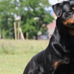 Dalila - Rottweiler