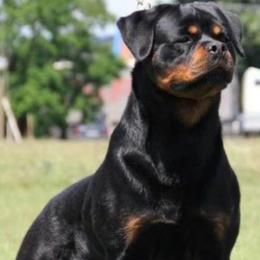 Dalila - Rottweiler