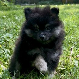 AKC Black and Tan Girl 7wks - Black and tan female Pomeranian puppy in Madison, Ohio from PawSitive Therapy Pomeranians
