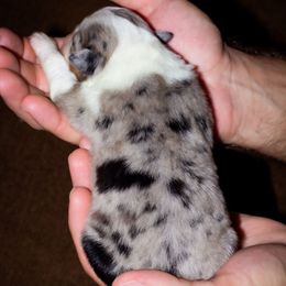 Pecan - Blue merle female Australian Shepherd puppy in Belton, Texas from Brilliant Beautiful Australian Shepherds