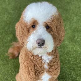 Finn - Goldendoodle