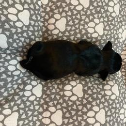Gracie - Black female Miniature Schnauzer puppy in Springfield, Ohio from Cindy’s Mini Schnauzers