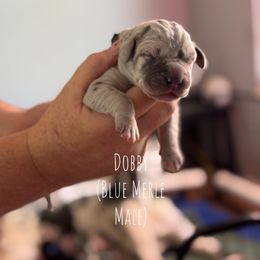 Dobby - Merle male Great Dane puppy in Lawrenceburg, Indiana from Jordan Giants