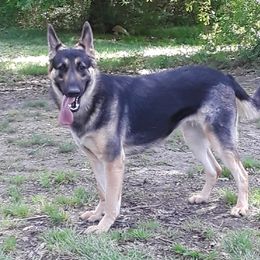 Ivy - German Shepherd