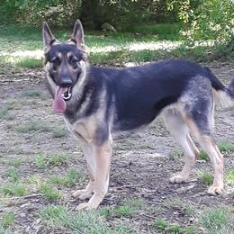 Ivy - German Shepherd