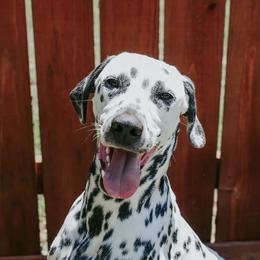 Aiden - Dalmatian