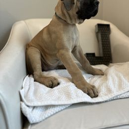 Mastiff Puppies from MLJ Mastiffs Florida